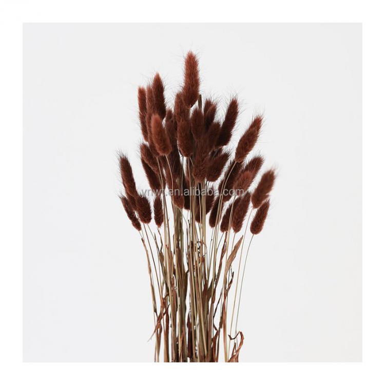 Material Dried Flowers Rabbit Tail Grass Bouquets Lagurus Ovatus Bunny Tails