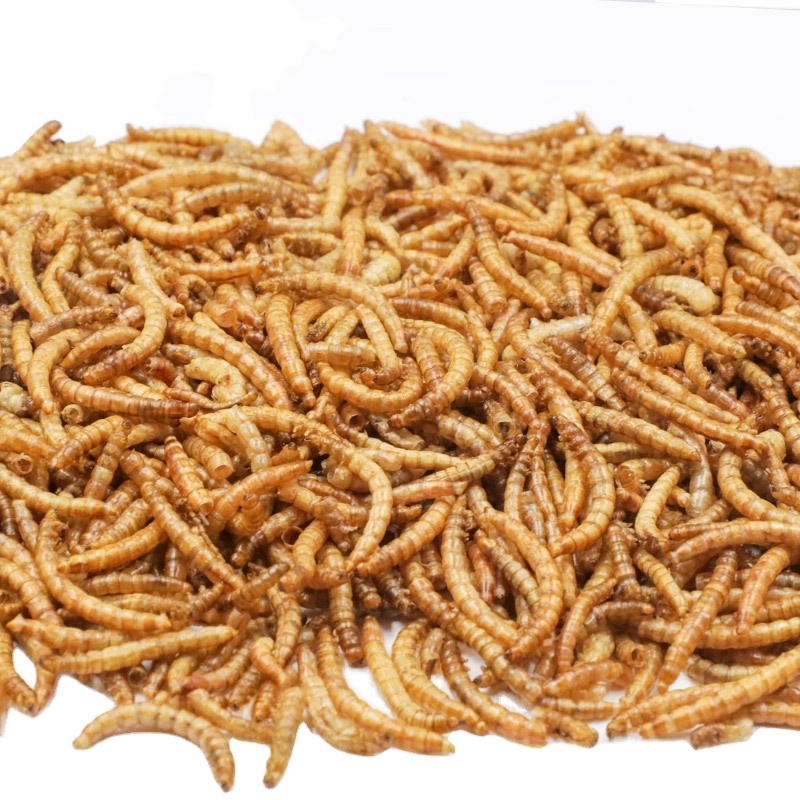 OEM Pet Food Factory supplies Birds Food Dried Mealworm