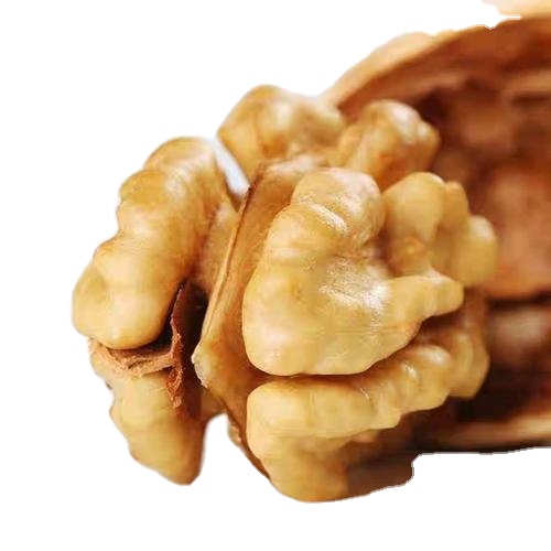 China professional manufacture raw china walnut in shell