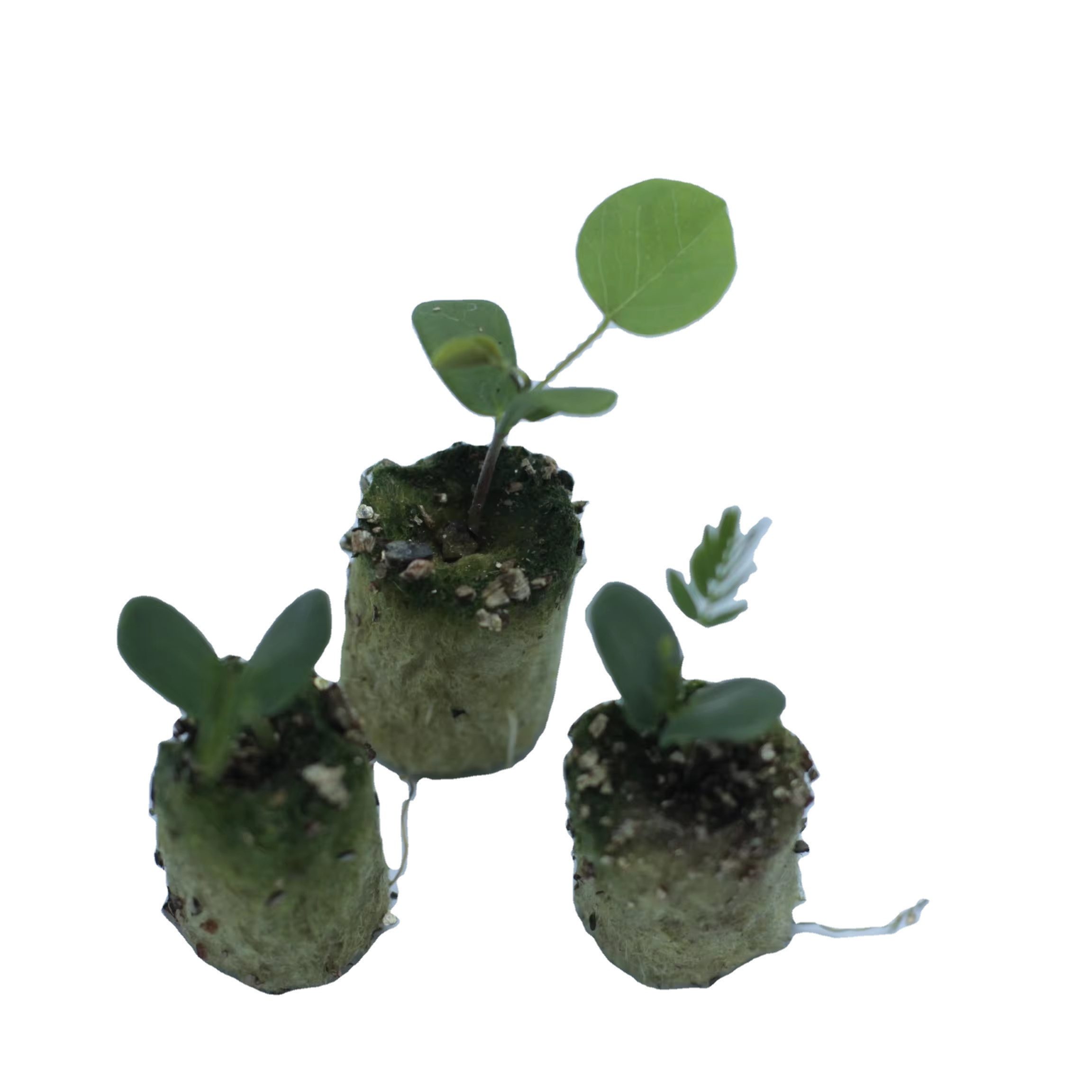 agriculture Plug stone wool hydroponic 20mm*27mm for hydroponic growing systems or Other Greenhouses