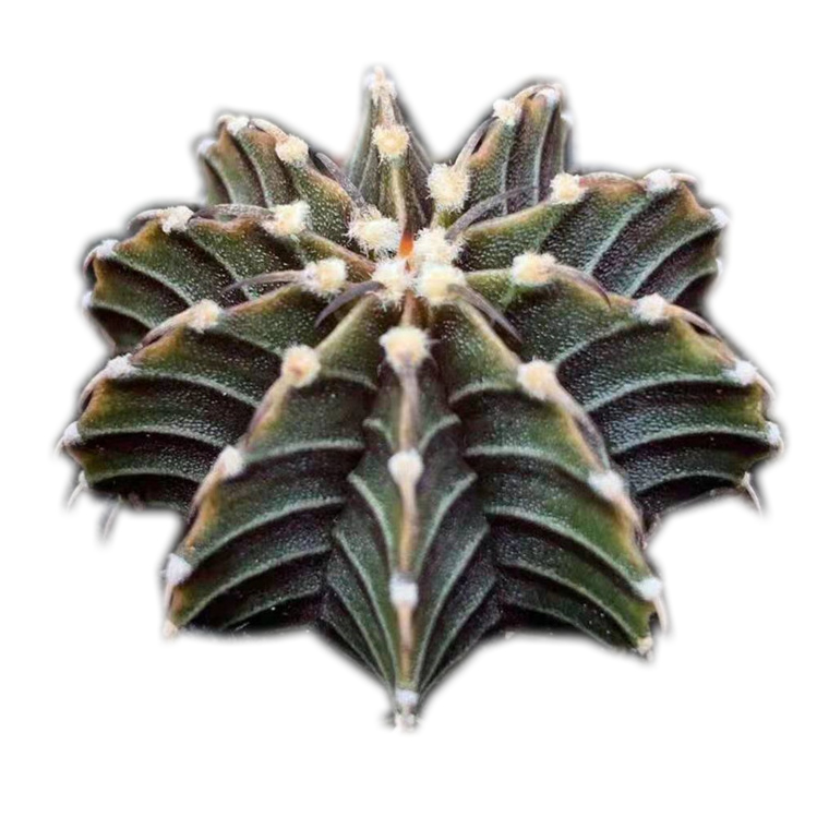 Редкий кактус gymnocalydium mihanovichii Britton & Rose из семян 3-4cm Haworthia суккулент