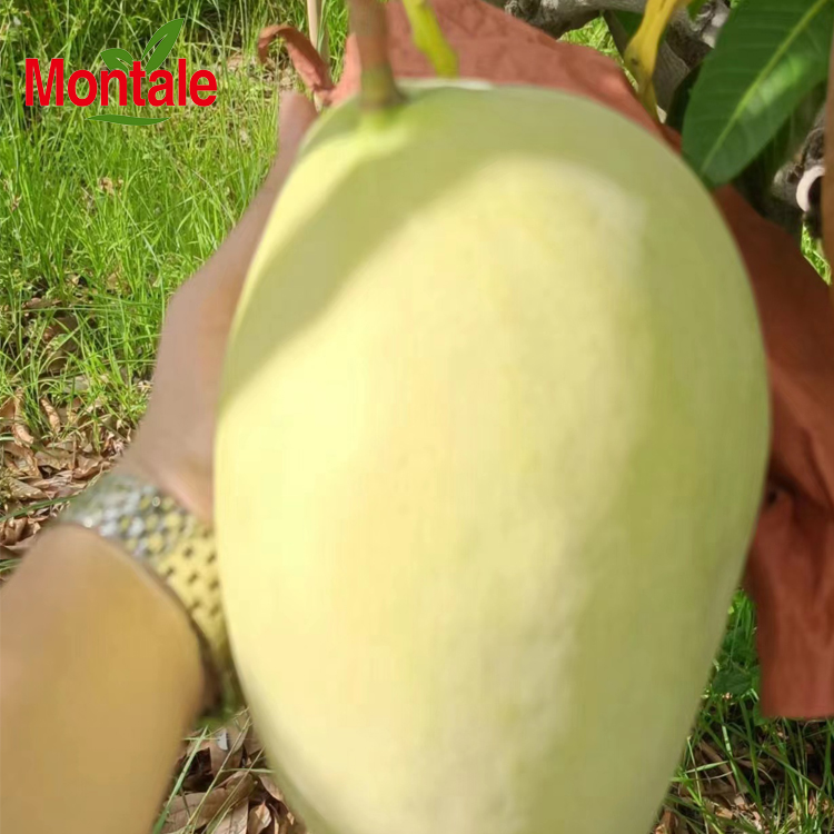 Форма манго, свежие фрукты, манго, манго, Keitt