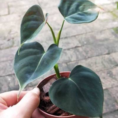 Philodendron hederaceum (Jacq.) Шотт