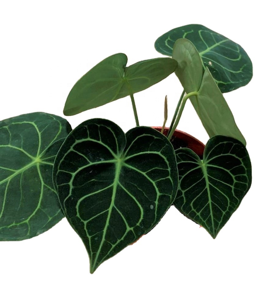 Оптовая продажа, philodendron, натуральный план, антуриум, кристаллическая липа и живые растения для декора