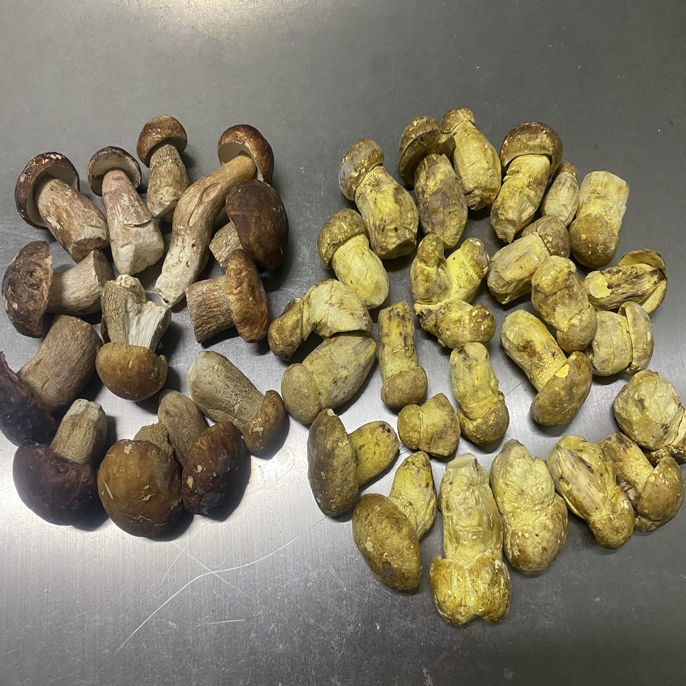 Гриб Porcini FD Boletus Eduilis