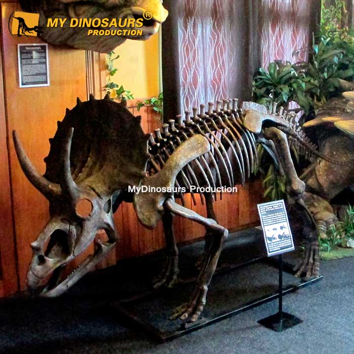 MY DINO DS099, скелет динозавра из стекловолокна для выставки