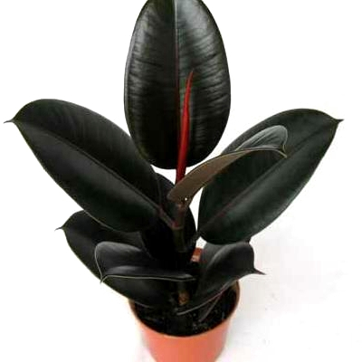 Все виды живых резиновых деревьев Ficus elastica