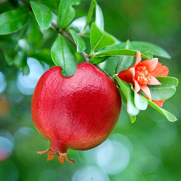 High Quality Fresh Pomegranate Good Price