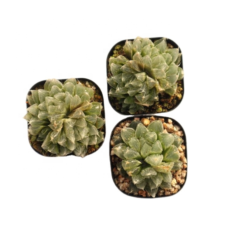 Оптовая продажа 2021, горячая Распродажа, настоящие суккуленты haworthia
