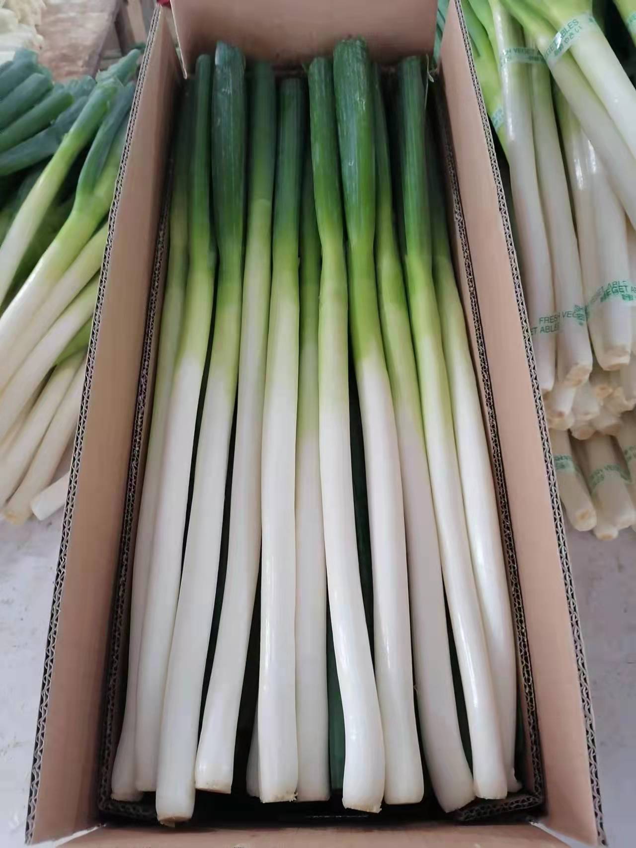 GAP New Crop Chinese fresh Leek Shandong Xiamen Hebei Origin With Good Quality Cheaper Price