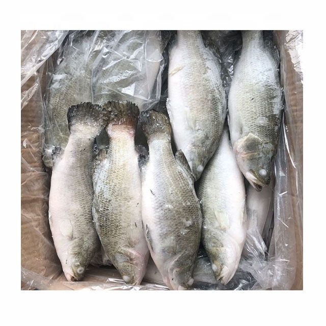 Frozen Barramundi fish