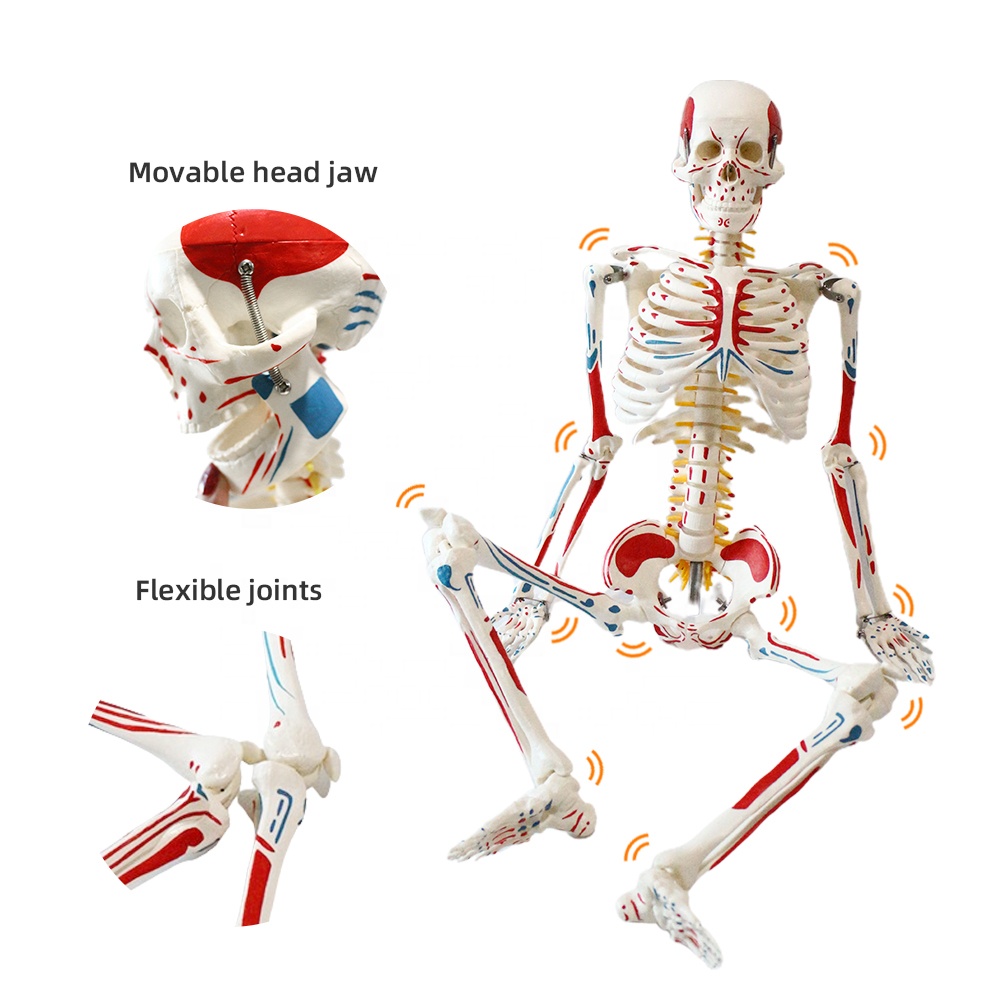 85CM Skeleton Anatomy Model Medical Science PVC Medical Teaching The Whole Muscle Vertical True Anatomical Structure Muscles