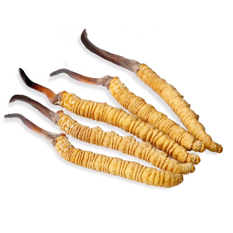 Натуральный опхиокордицепс sinensis продукт здоровья yartsa gunbu cordyceps