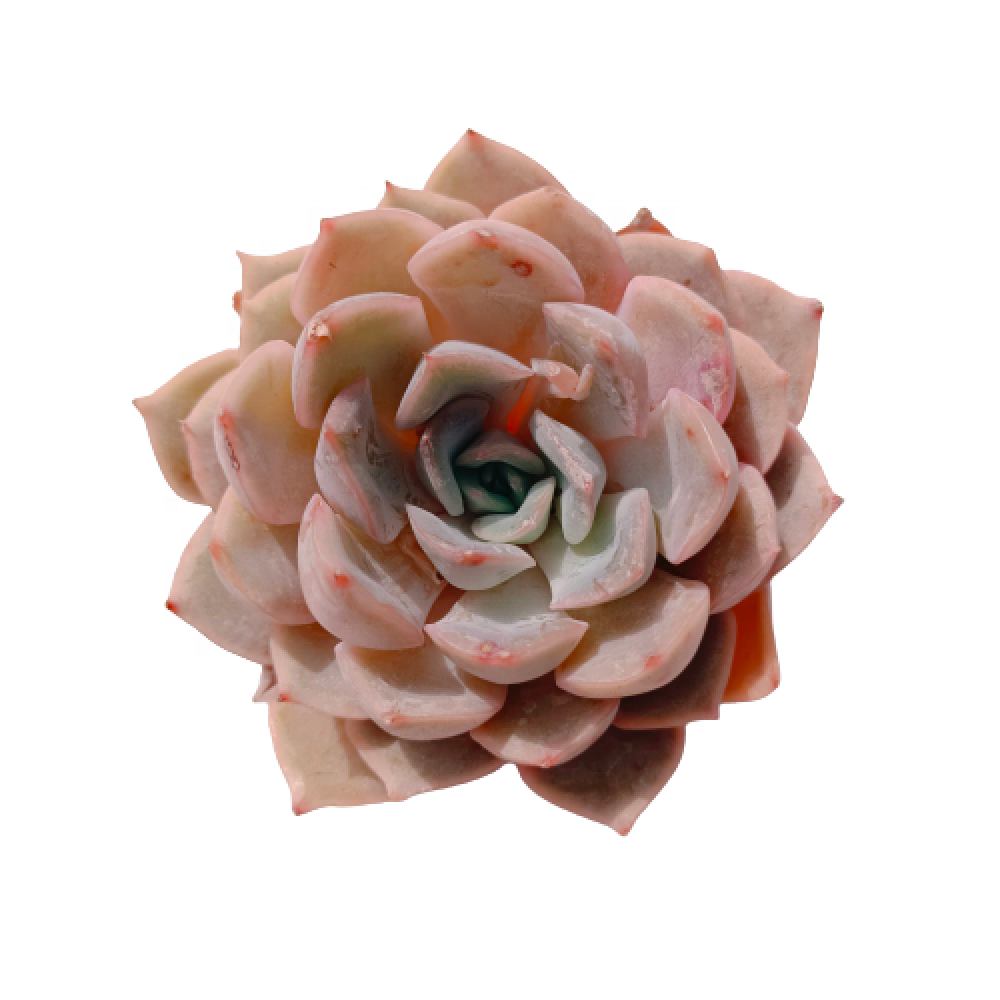 Роскошные декоративные растения 077 Echeveria Orion x, редкие комнатные растения, корейские суккуленты, поставщик echeveria