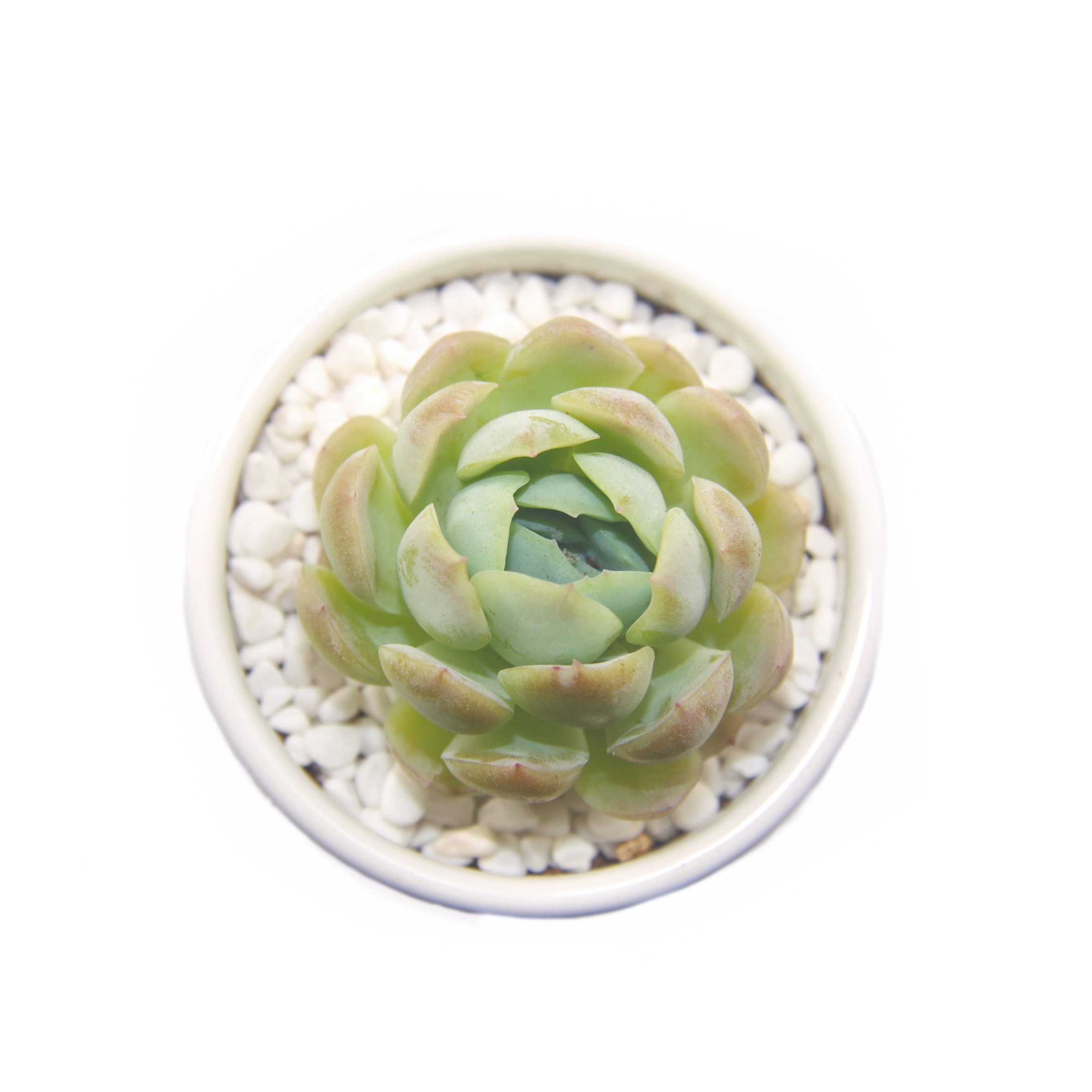 Самые популярные настоящие суккуленты Echeveria «twin berry», суккуленты для украшения дома