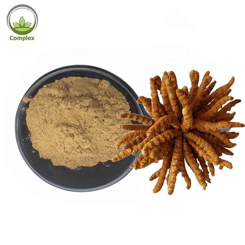 Wholesale Natural Cordyceps Sinensis Mushroom Extract For Food Raw Material Powder