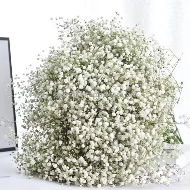 Wholesale Gypsophila Bouquet Dried Flower Preserved Babys Breath Flowers White Color For Wedding or House decoration