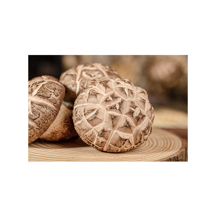 Good Quality New Arrivals Mushrooms Price Shiitake Mushrooms Dried
