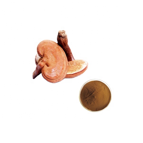 Hot selling 100% Organic Ganoderma Lucidum Extract powder 10% Polysaccharide