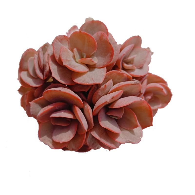 013 Echeveria Suyon живые суккуленты декоративные растения Редкие суккуленты мини суккуленты живое растение