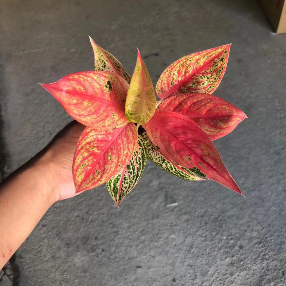 Золотая Звезда Aglaonema