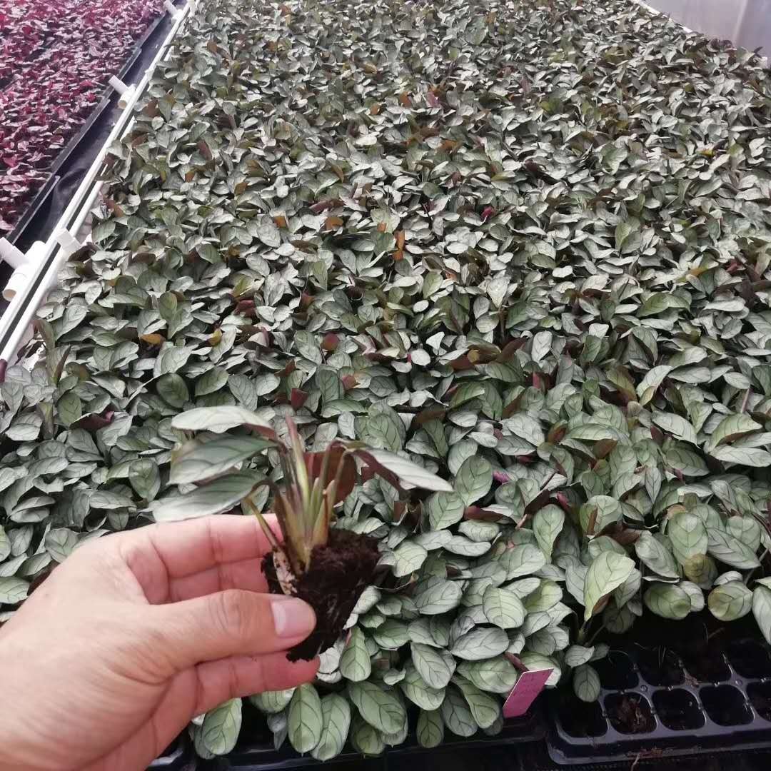 Tissue culture seedlings Plant seedlings Silver arrowroot