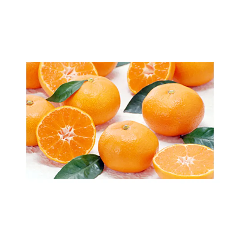 Japanese Wholesale Bulk Orange Fruit Fresh With Good Quality