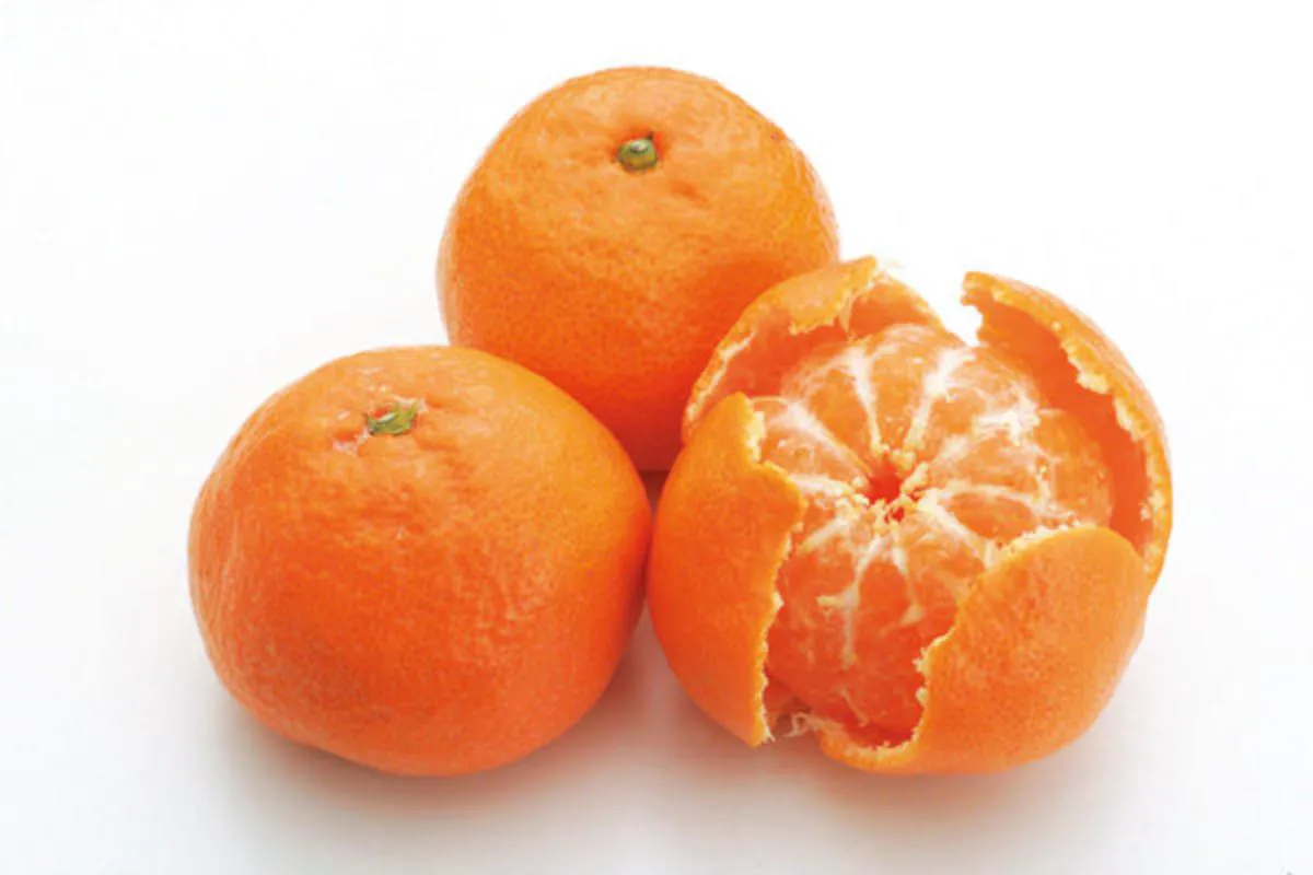 Fresh Fruit Mandarin Sweet Delicious Orange to export