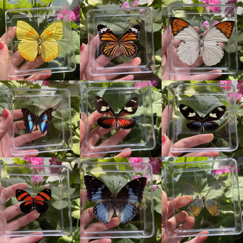 Real butterfly insect specimen decoration, student creative birthday gift, transparent box