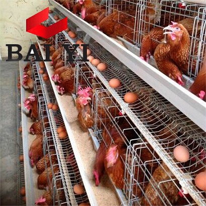 Горячеоцинкованная Автоматическая яичная птицефабрика BAIYI/куриная клетка из Гуанчжоу