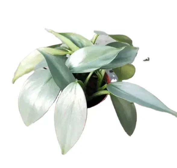 Горячая Распродажа, низкая цена, высокое качество, серебряный меч philodendron hastatum, натуральные декоративные живые растения