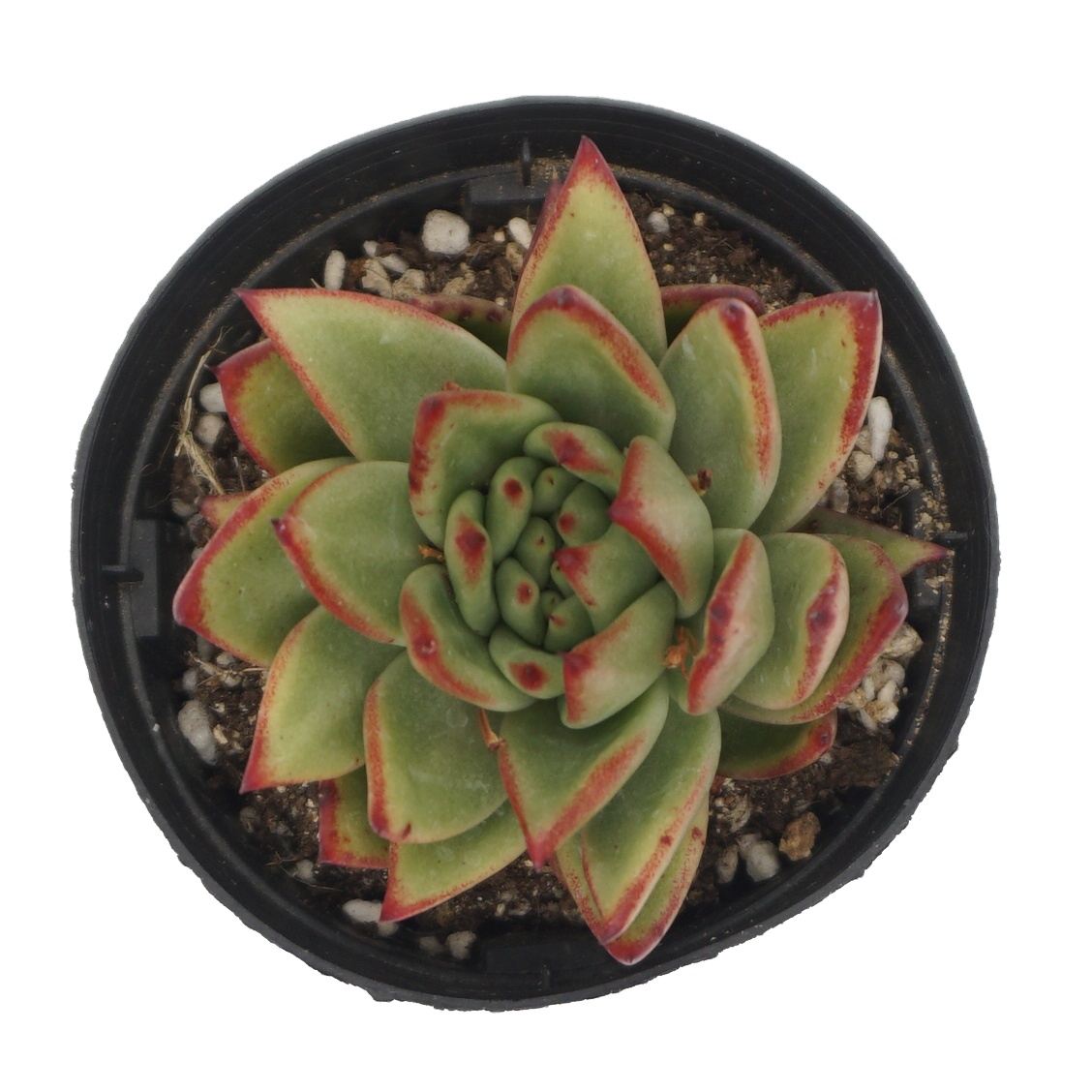 Новинка, комнатное украшение, echeveria, суккулент, натуральное растение, живые суккуленты, украшение для гостиной, живые суккуленты