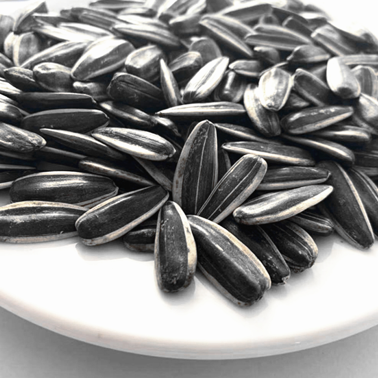 Wholesale hybrid sunflower seeds 363 with best price