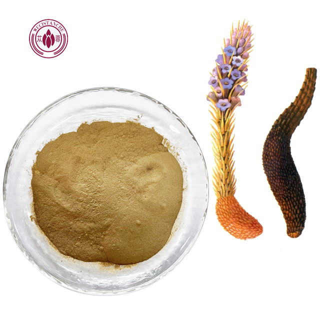 Best price cistanche tubulosa extract 4:1