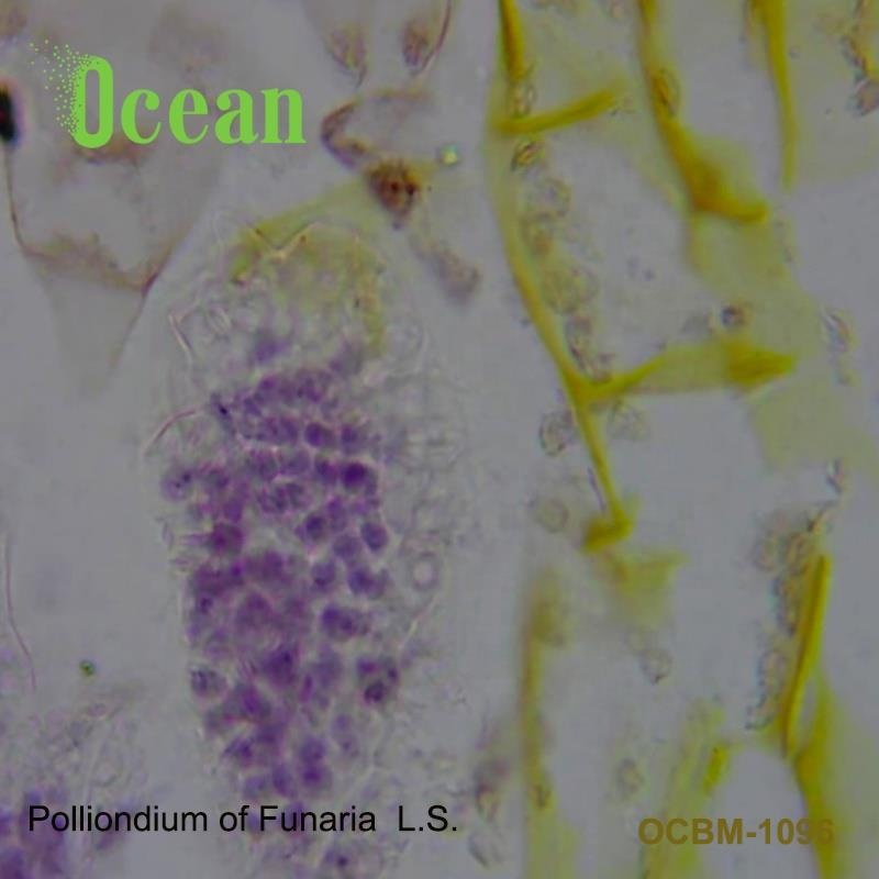 Медицинские предметы для микроскопа Polliondium of Funaria L.S., биологическая секция