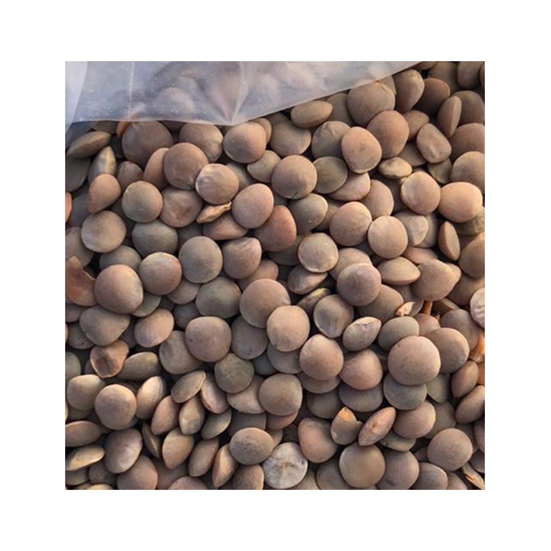 Non-GMO Dried Red and green lentils healthy food bulk whosale 100% natural organic beans food legumes