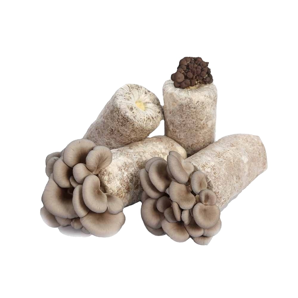 Easy to cultivate best grade oyster mushroom growing kits 1.35 kg