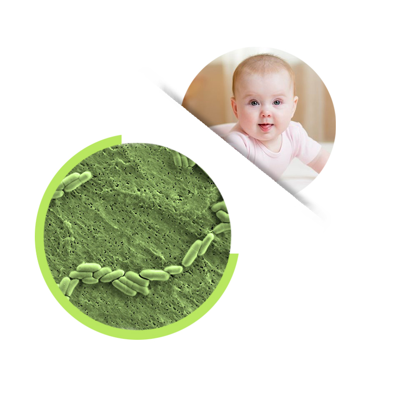 Bifidobacterium laactis пищевой пробиотический порошок