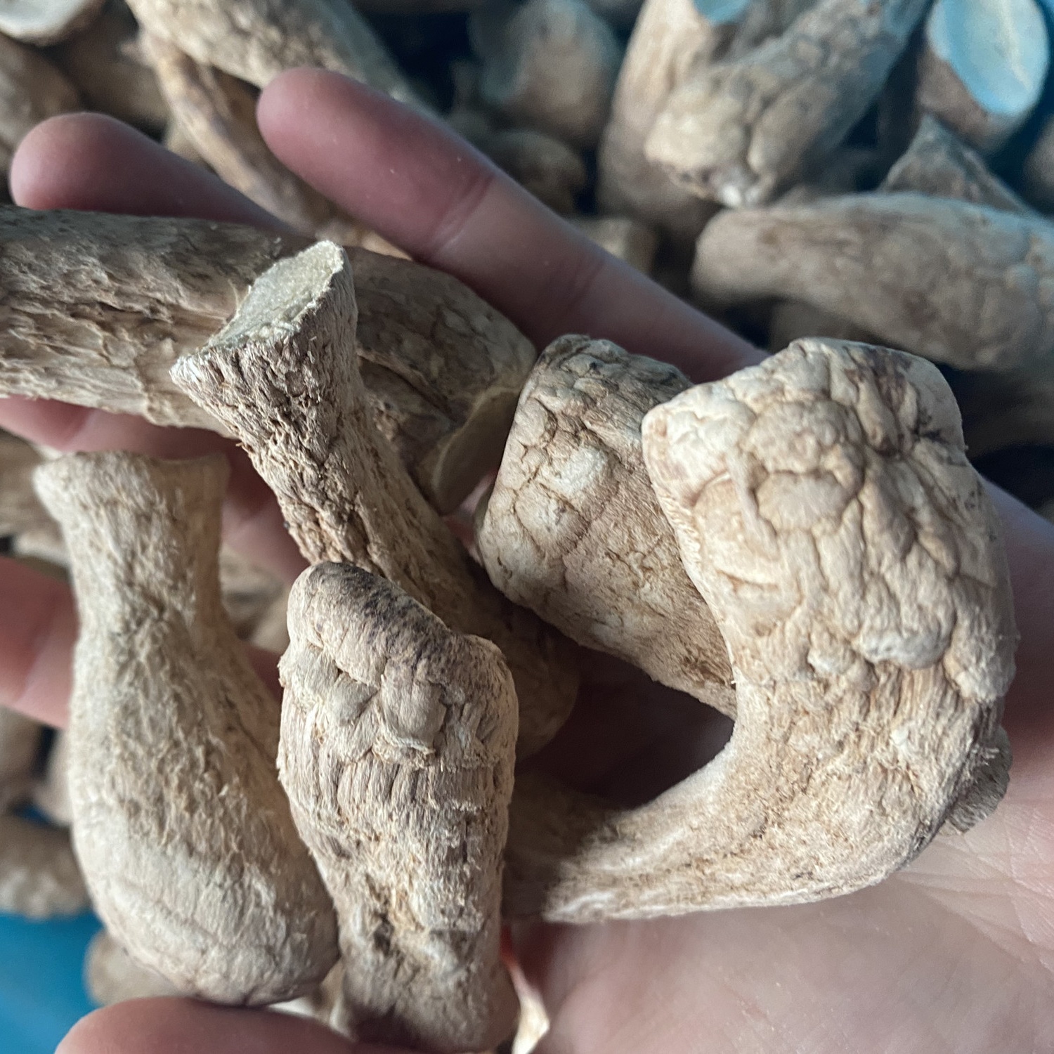 Оптовая продажа, светло-коричневые органические грибные стволы Shiitake по низкой цене
