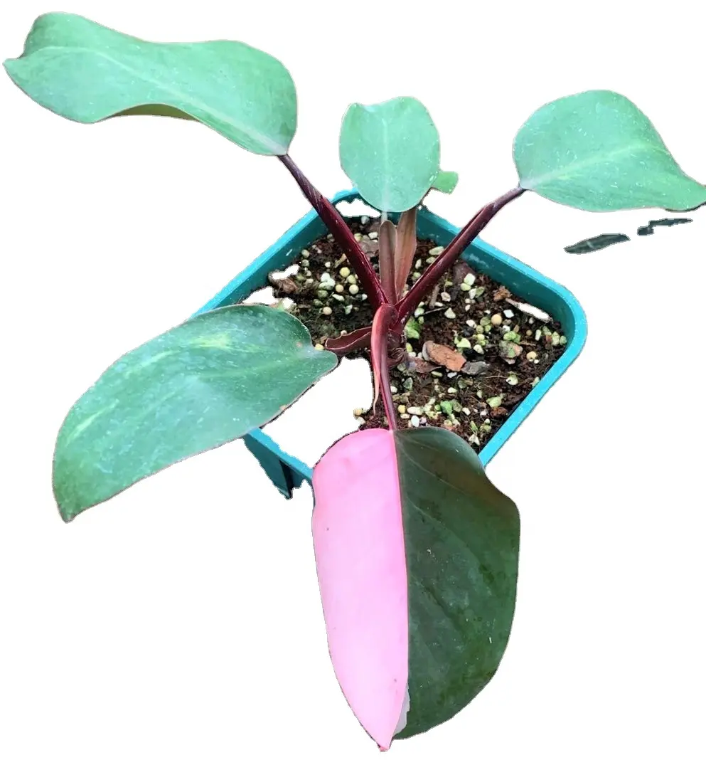 Wholesale philodendron natural plan philodendron Pink Princess live plants for decorative