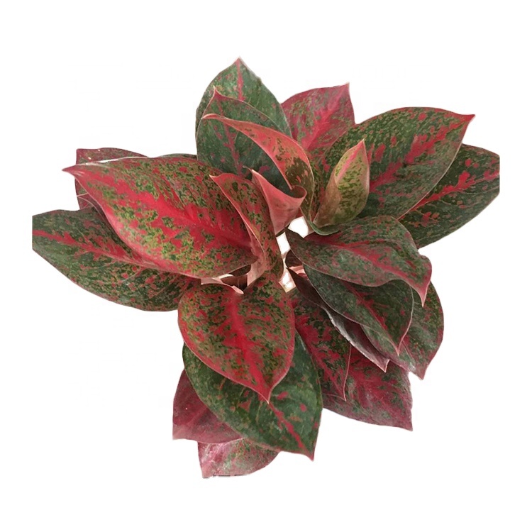 Декоративное растение, Китай, красное солнце, Aglaonema, живые растения, бонсай