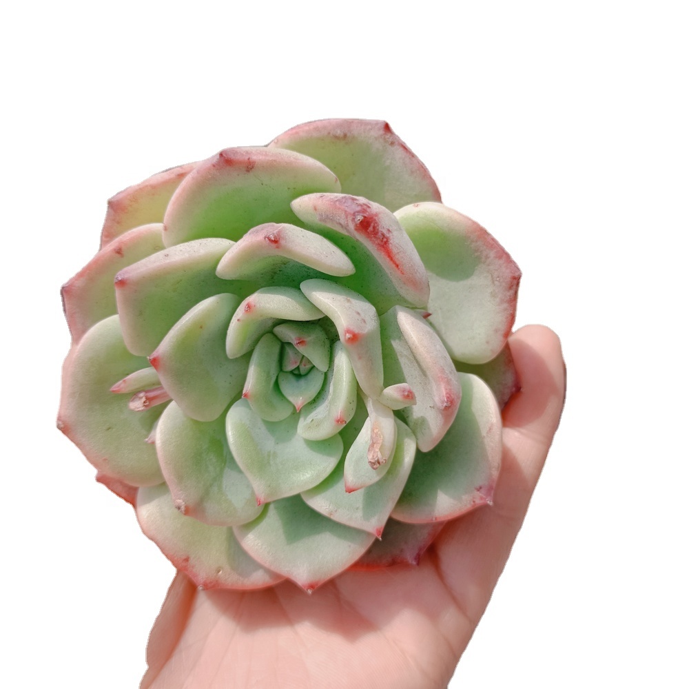 126, Echeveria, шальмон, суккулент, древесное растение, суккуленты, оптом