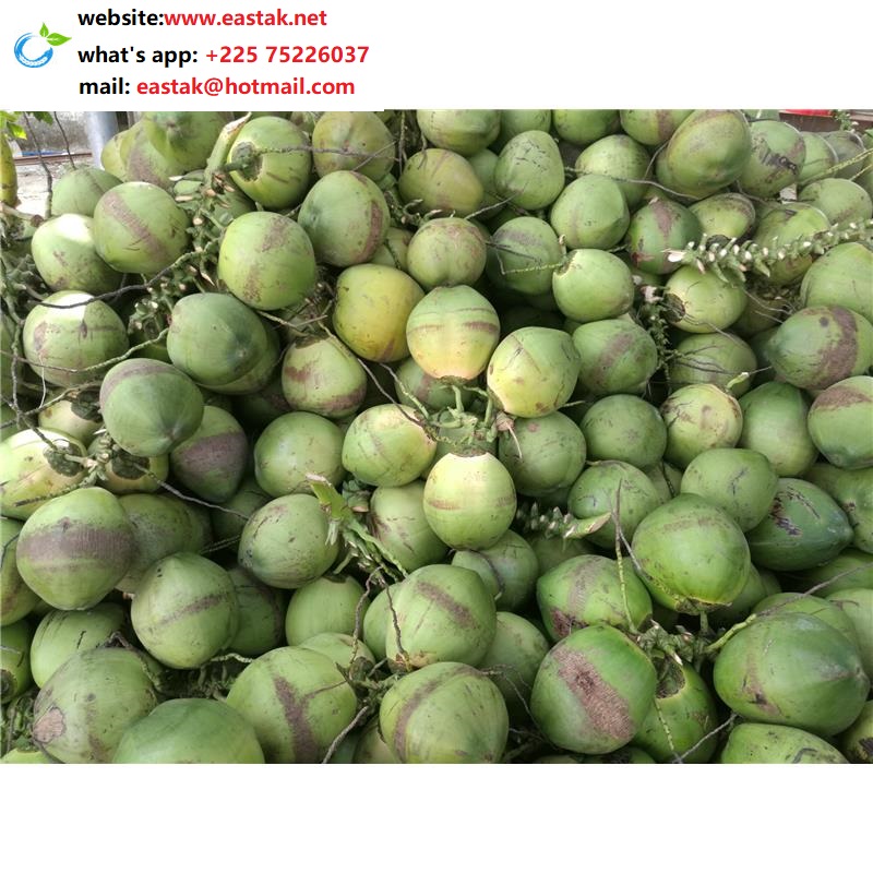 Недорогой молодой/зеленый/свежий кокос из Африки (what's app:+ 22575226037)