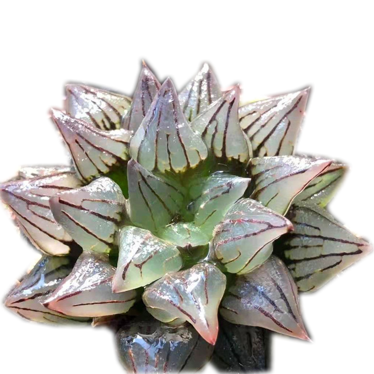 Натуральные Редкие горячие продажи, мини-суккуленты Haworthia maughanii