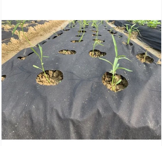 PP/Polypropylene Spunbond Agriculture Nonwoven/Non Woven Fabric for Vegetable Greenhouse  PP Nonwoven Fabric for Weed Control