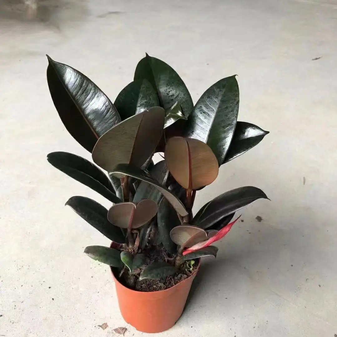 Wholesale live plant Rubber ficus Tree black prince Tineke ruby Indoor natural plants 3 in 1