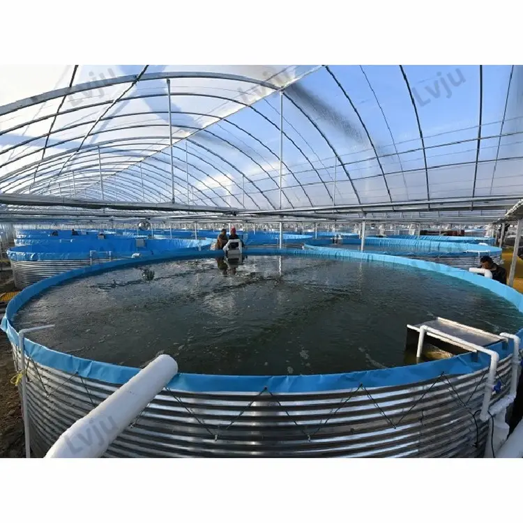 Lvju 8000 Liter Diameter 3m x Height 1.15m Fisheries Aquaculture Farm Shrimp Fishery Equipment Tank