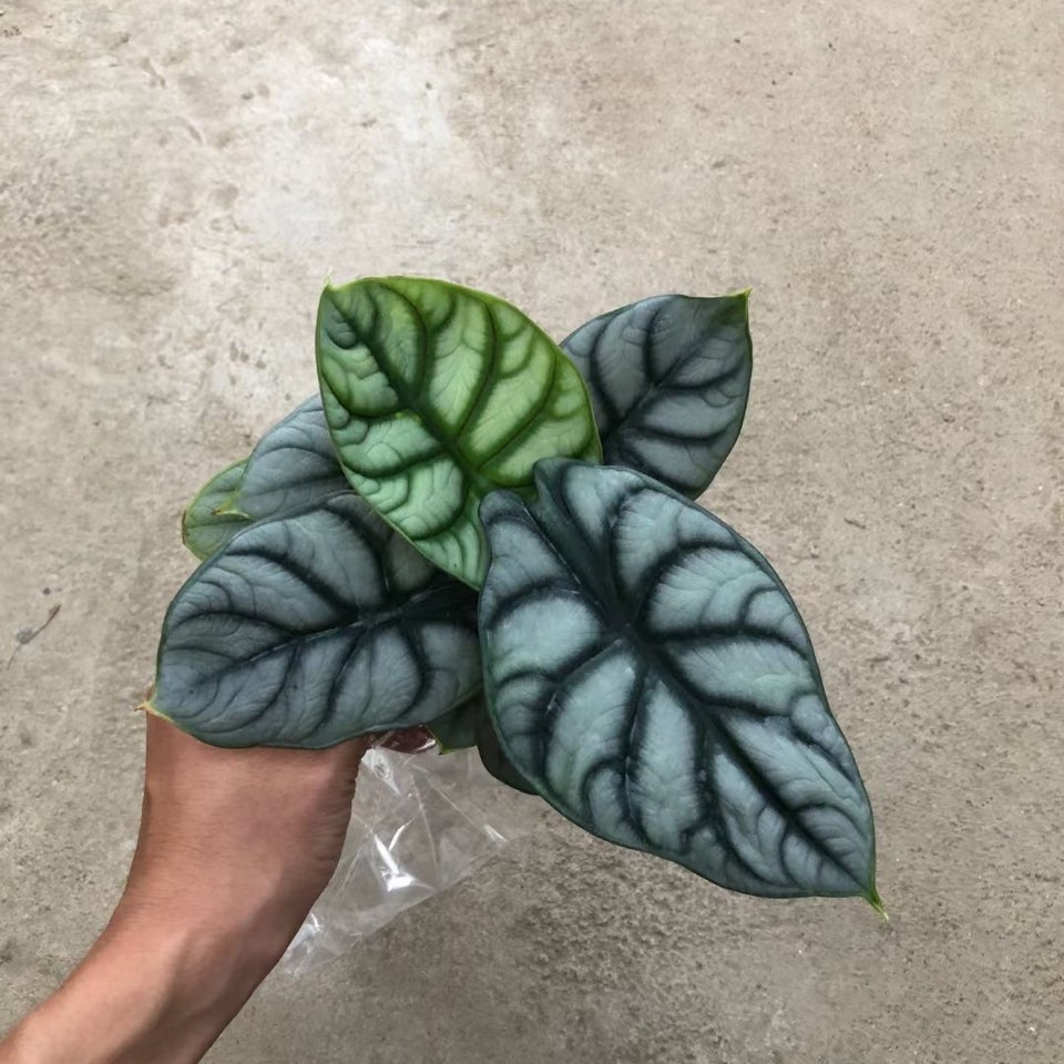 Живое растение Alocasia baginda с серебряным драконом
