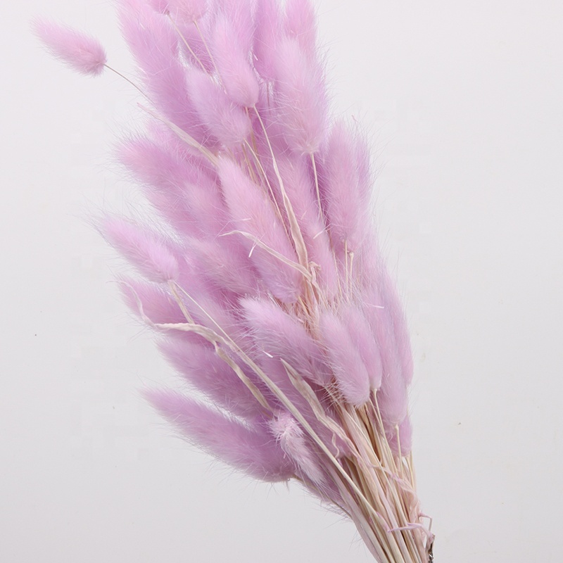 wholesale dried preserved flowers and plants lagurus bunny tail grass