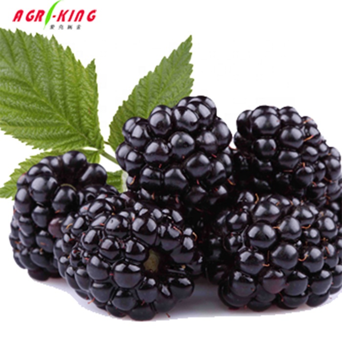 Замороженные фрукты blackberry Berry iqf